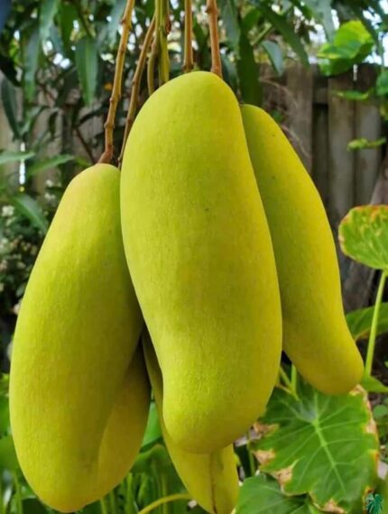 ব্যানানা আম (Banana Mango)