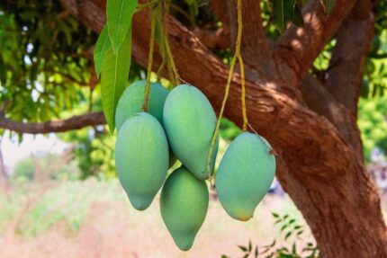 আমরূপালী (Rupali Mango)