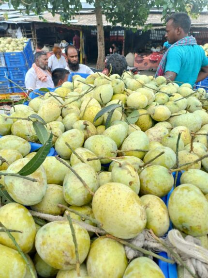গৌরমতি আম (Gourmoti Mango)